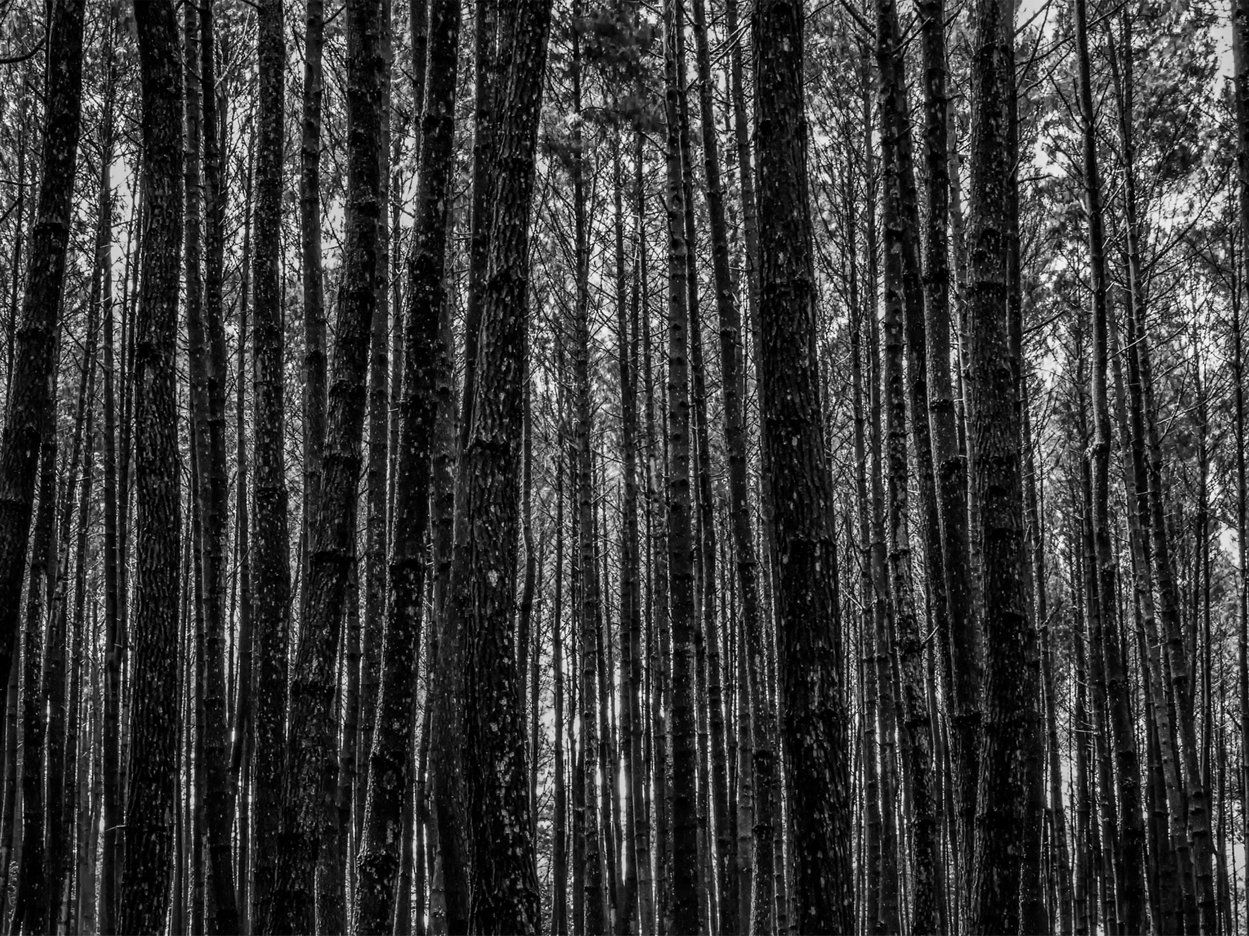 A grayscale forest.